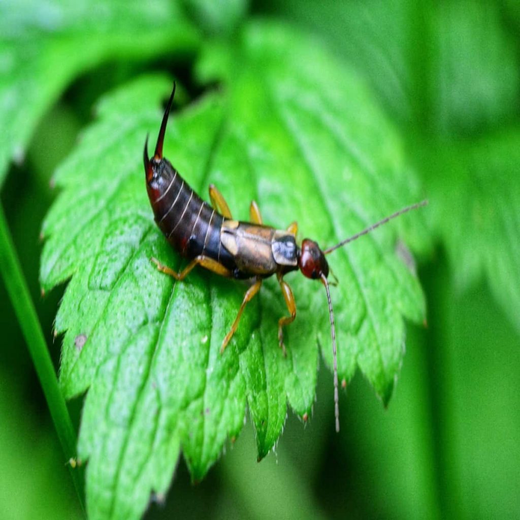 11 Facts About Earwigs You Need to Know