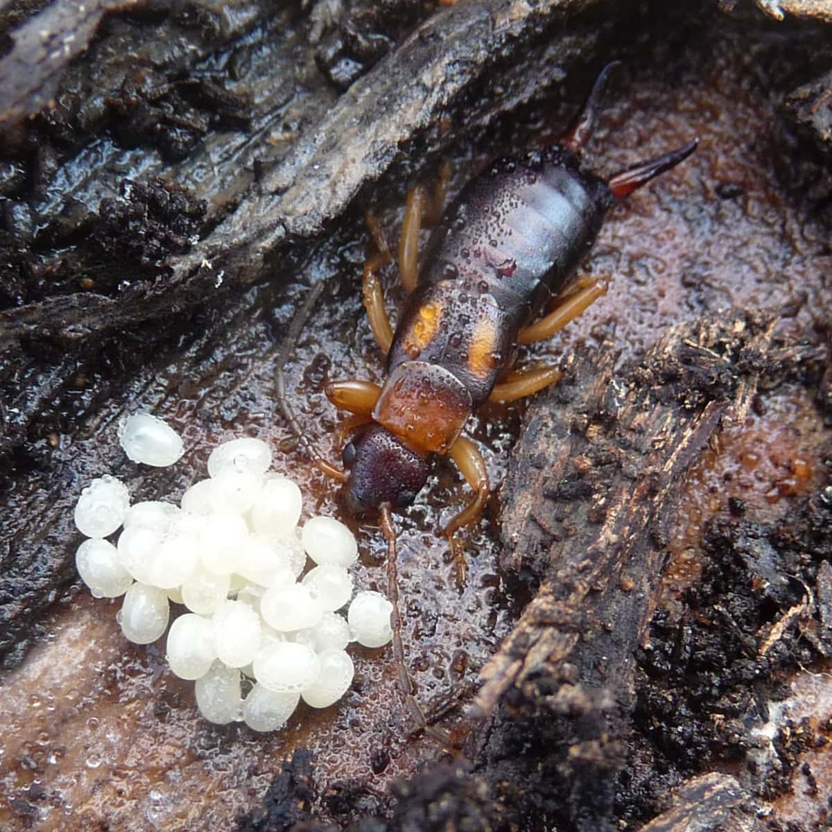 Earwig nest with eggs