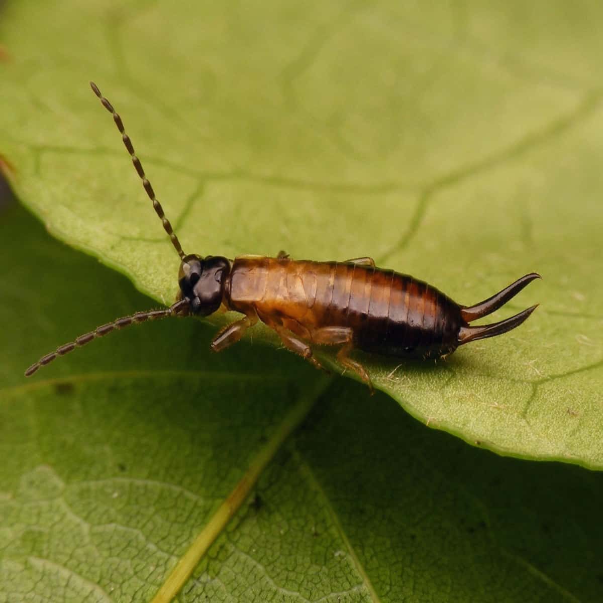 Bambino auricolare