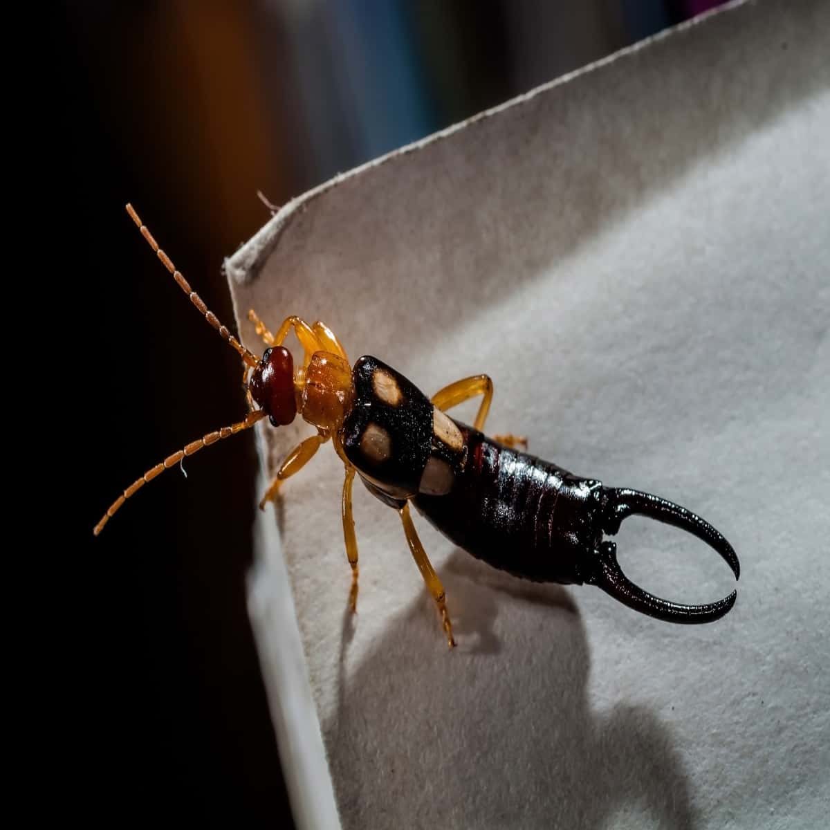 Earwig Bites and Dangers to People and Pets | Family Handyman