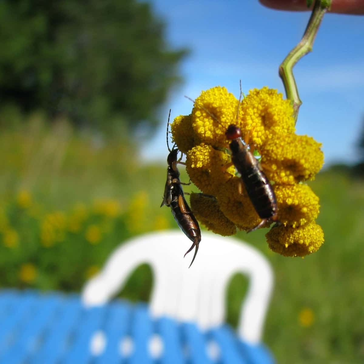 Öronvivans på en blomma