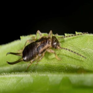 European Earwig