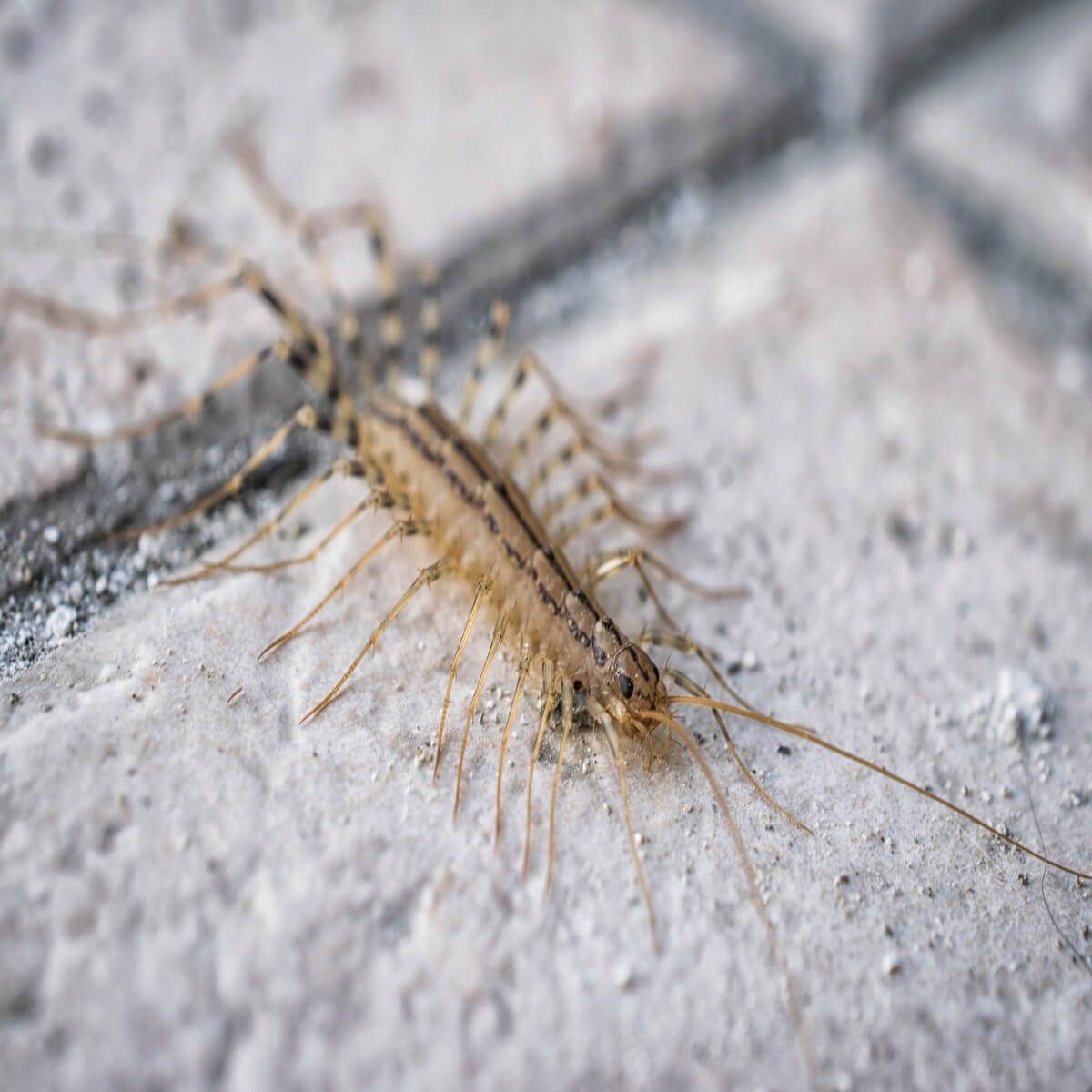 Are Centipedes Poisonous?