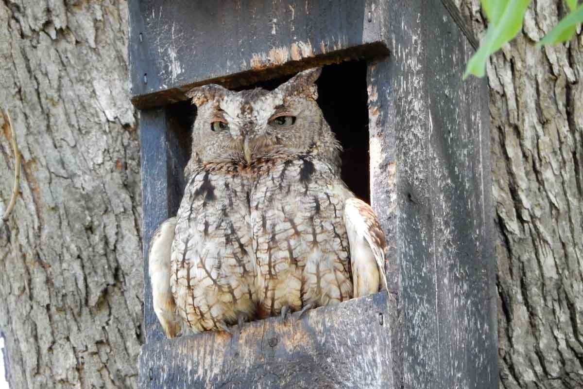 How To Attract Owls for Rodent Control in Your Yard