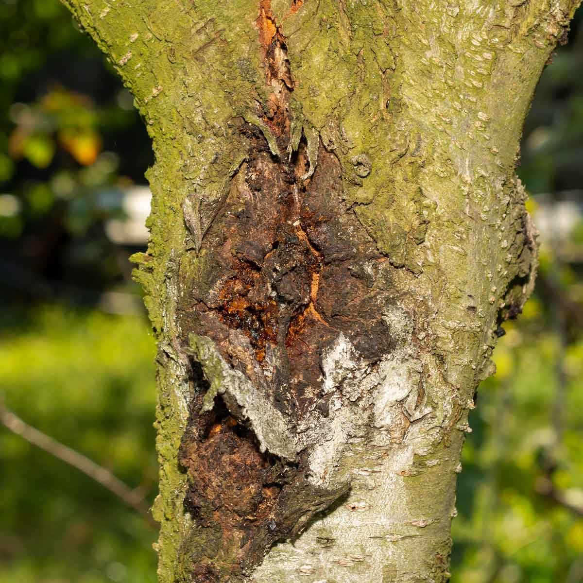 Top 10 Tree Diseases (and What You Can Do About Them) | The Family Handyman