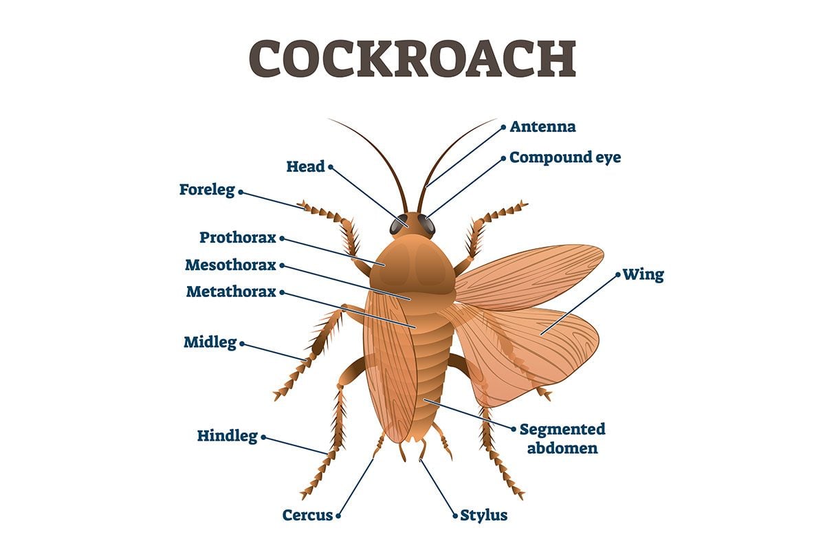 Cockroach Information and Pest Control for Home and Business Owners