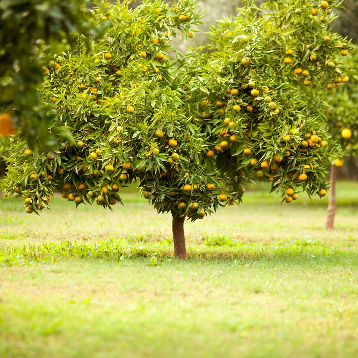 10 Best Types of Fruit Trees to Grow in Your Backyard | Family Handyman