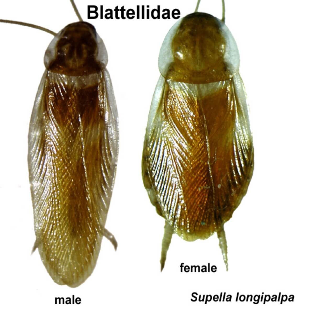 How to Identify and Get Rid of Brown-Banded Cockroaches