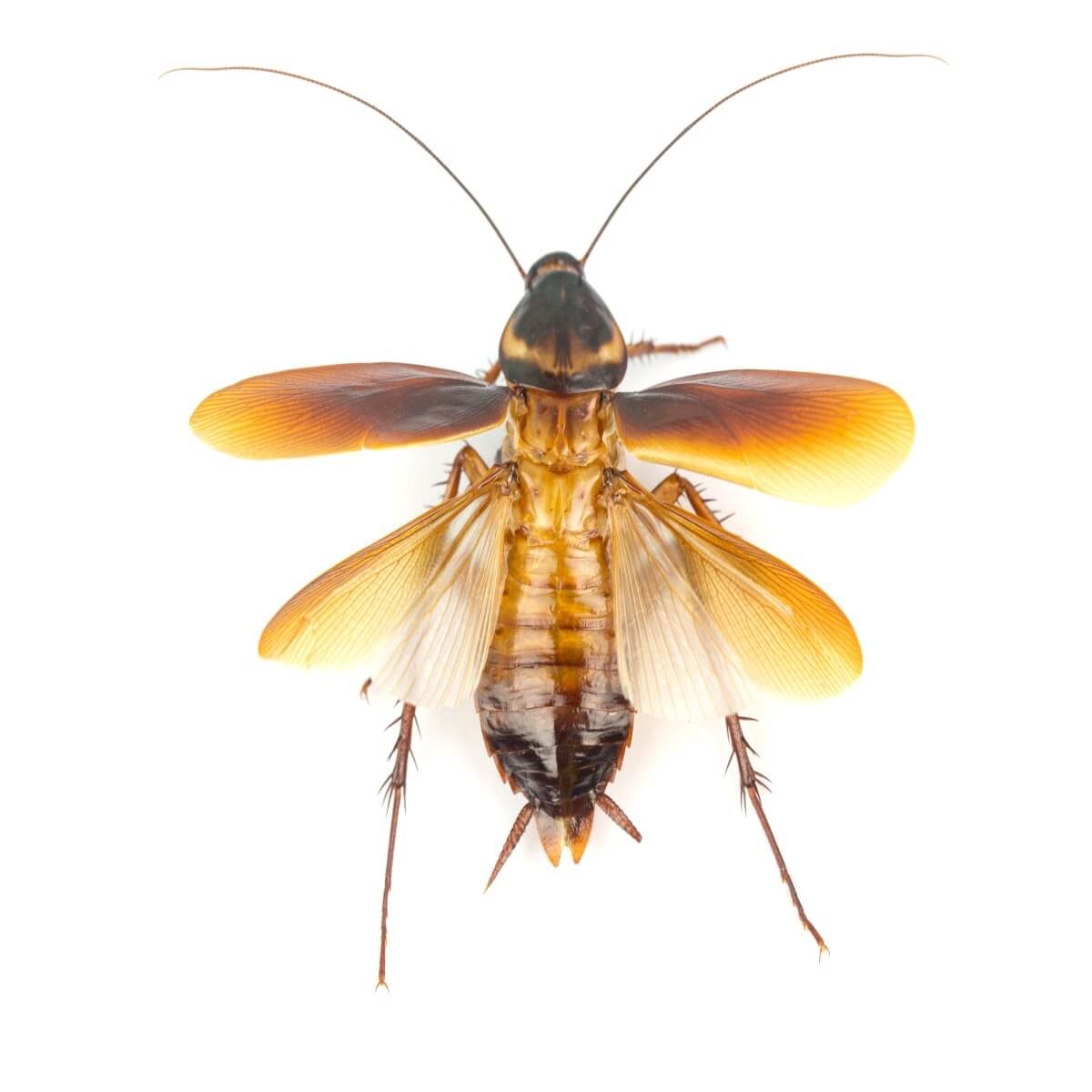 Cockroach Fly 