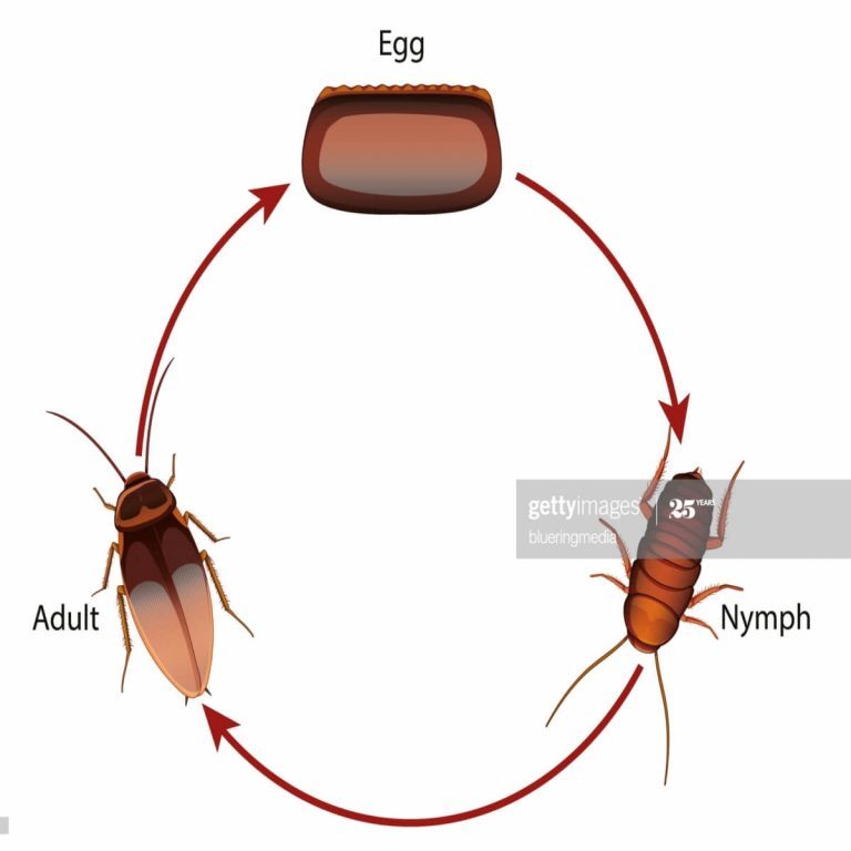 Cockroach's Life Cycle - Egg, Nymph, and Adult Stages