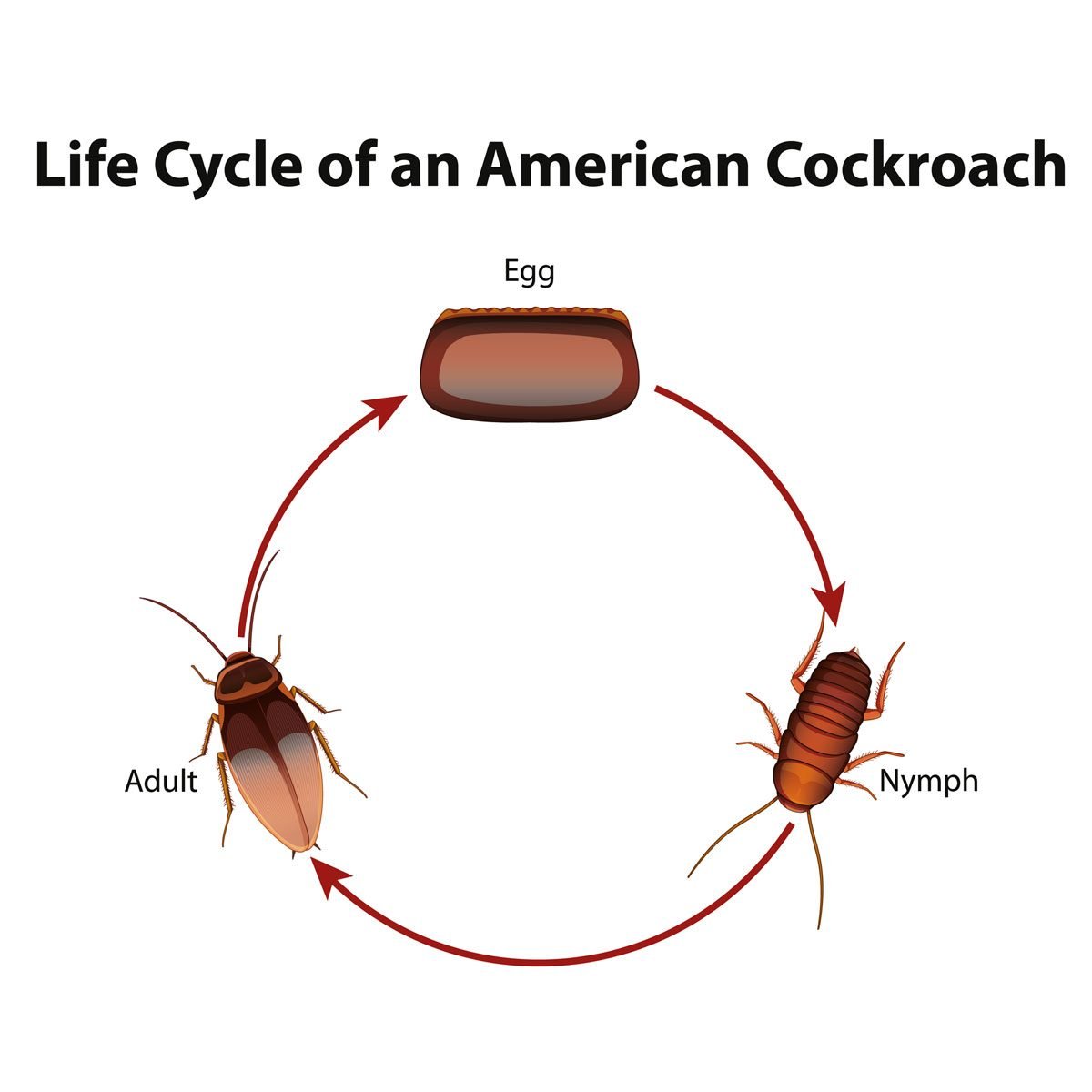 Everything to Know About the Cockroach Life Cycle