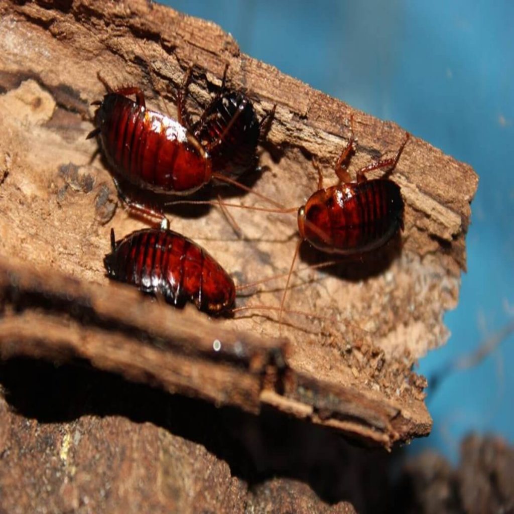 cockroach cockroaches species familyhandyman floridana primarily fearless
