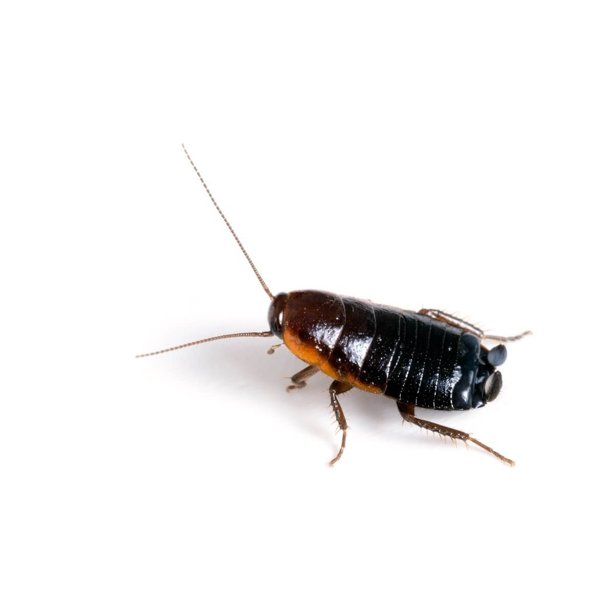 oriental-cockroaches-how-to-identify-and-get-rid-of-black-roaches