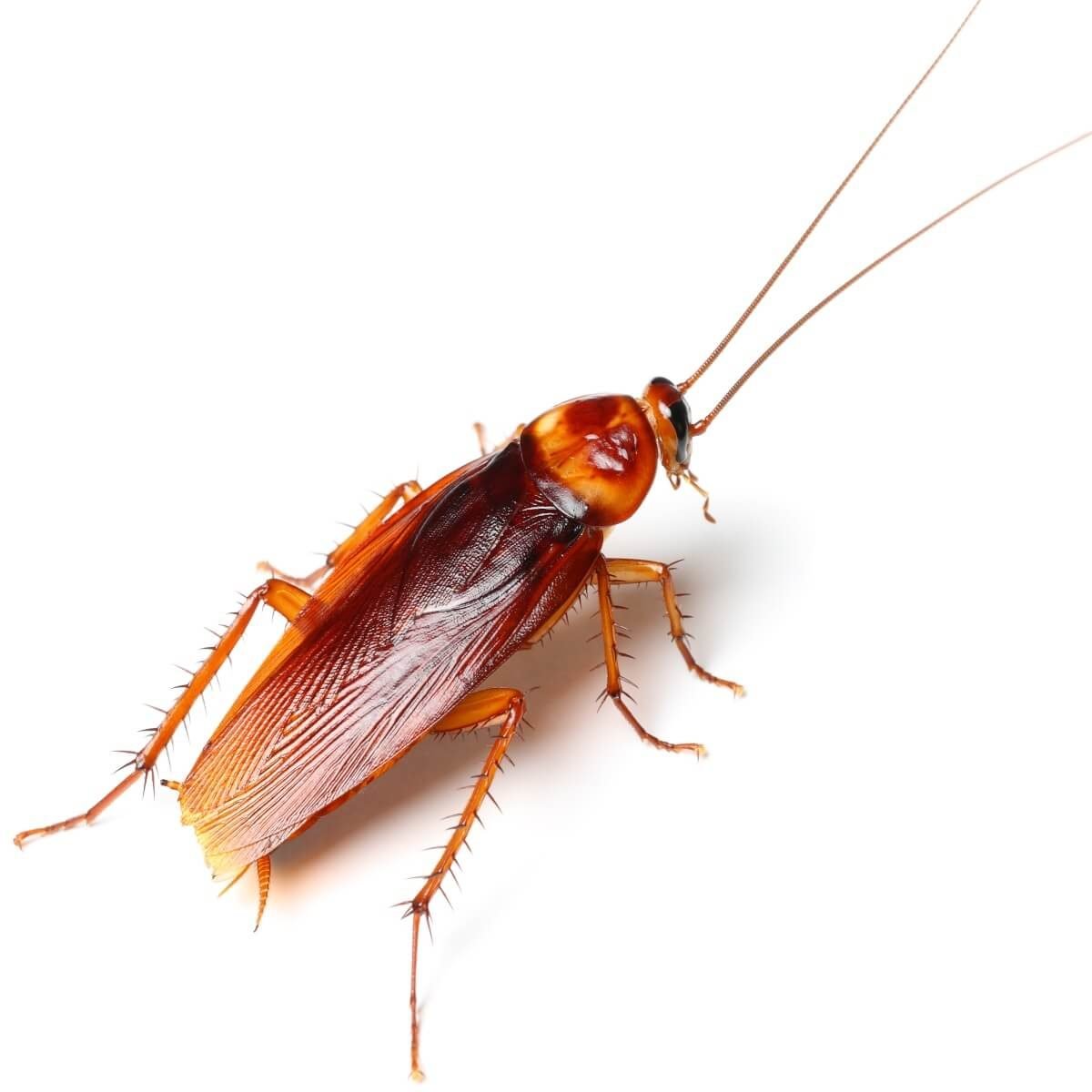 Cockroach Facts: Name, Body and Behaviors of Household Roaches