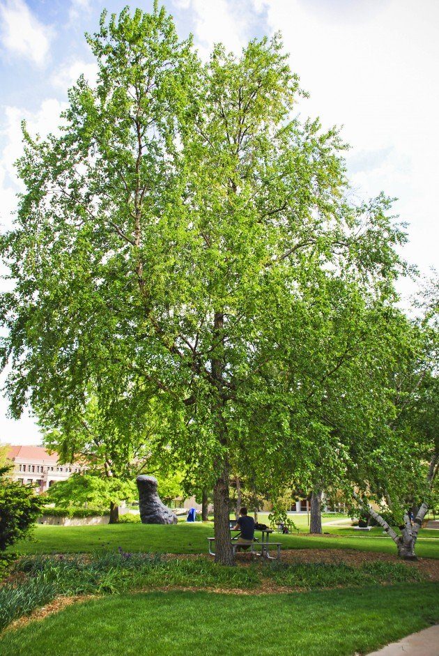 river birch tree birds and blooms