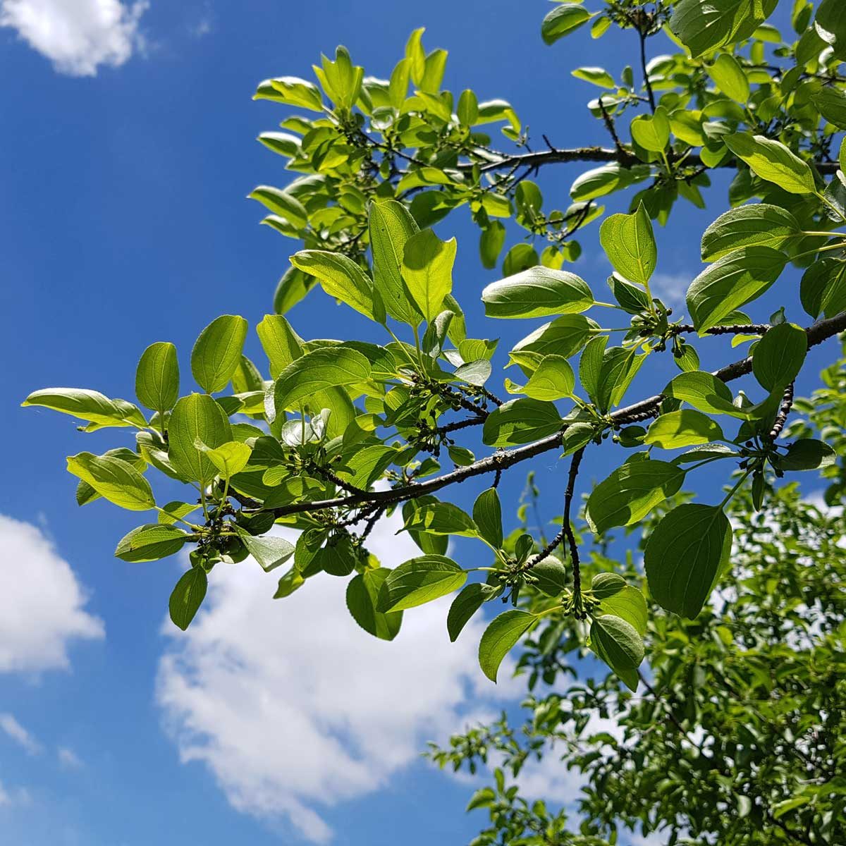 How to Get Rid of Buckthorn