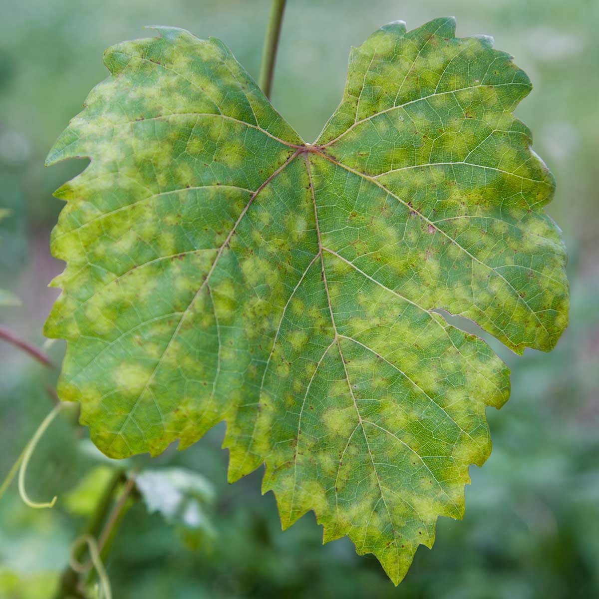 10 Common Plant Diseases The Family Handyman