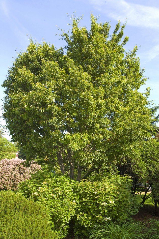 Korean Mountain Ash tree birds and blooms