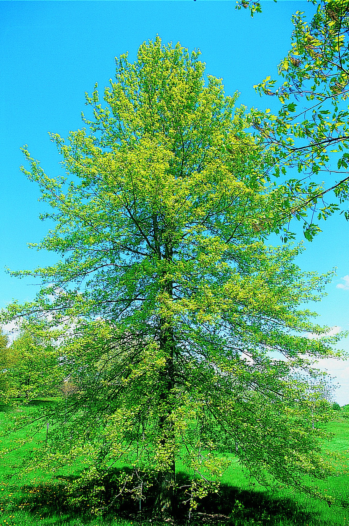 pin oak tree birds and blooms