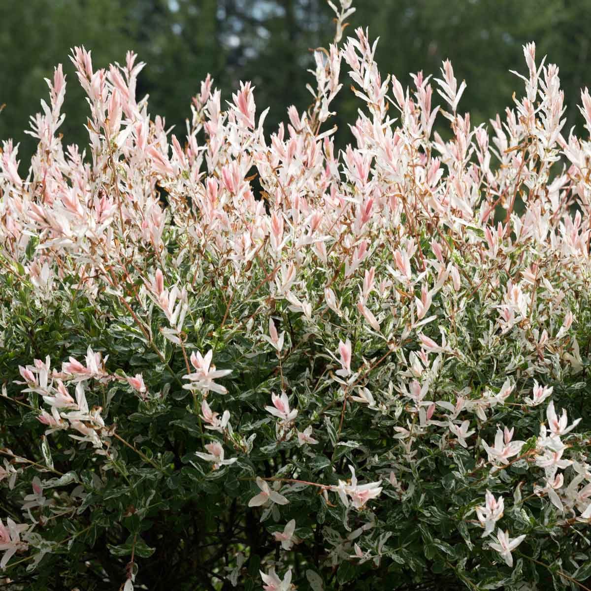 15 Hardy Shrubs for Your Yard