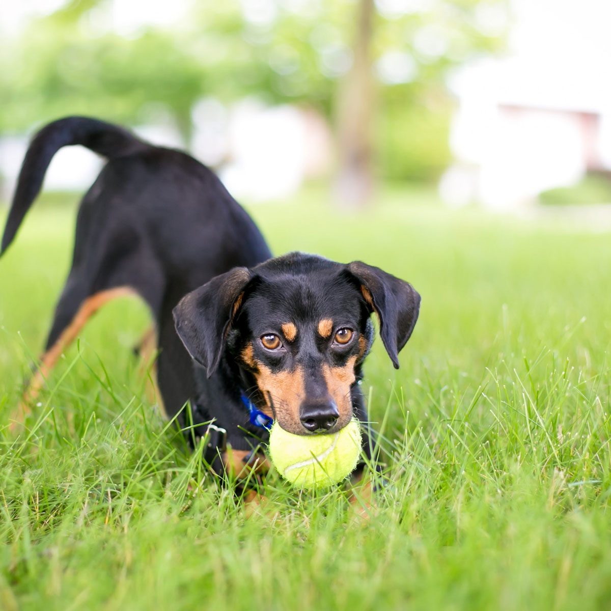 What To Know About Invisible Fencing for Dogs