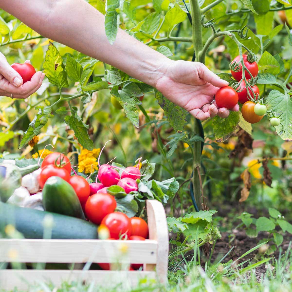 5 Common Mistakes In The Backyard Vegetable Garden | The Family Handyman