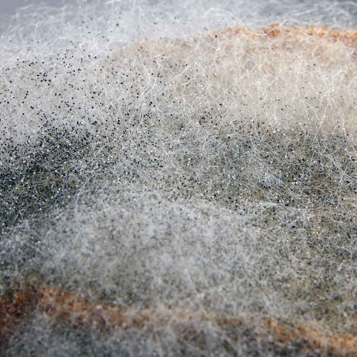 What to Know About Rhizopus Stolonifer (Black Bread) Mold