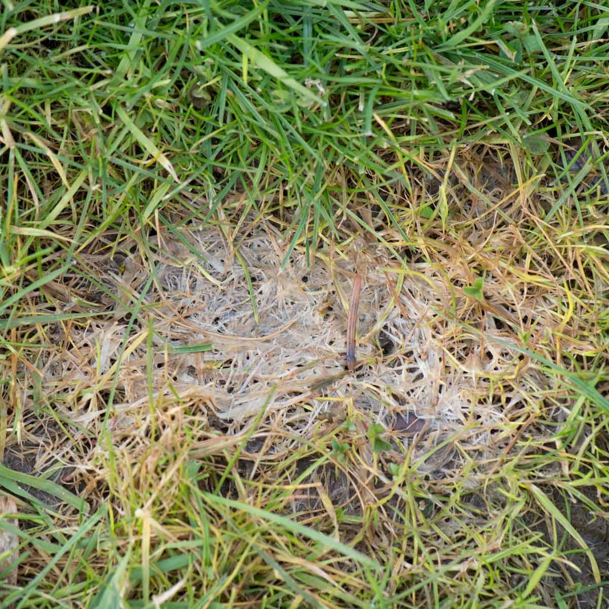 What to Know About Fusarium Mold