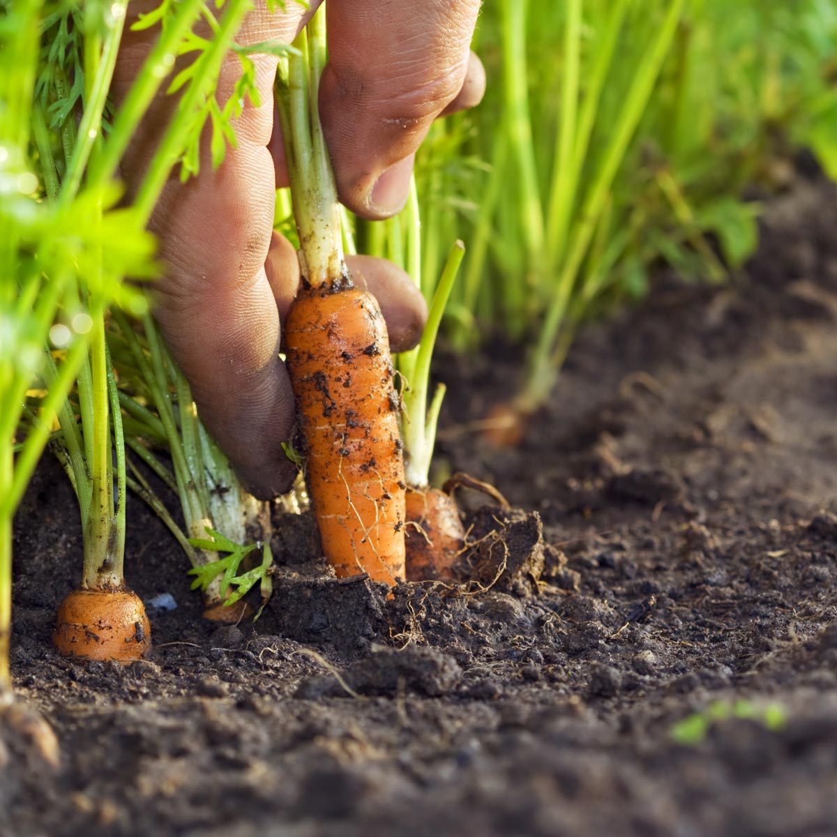 Your Guide to 7 Veggie-Harvest Times