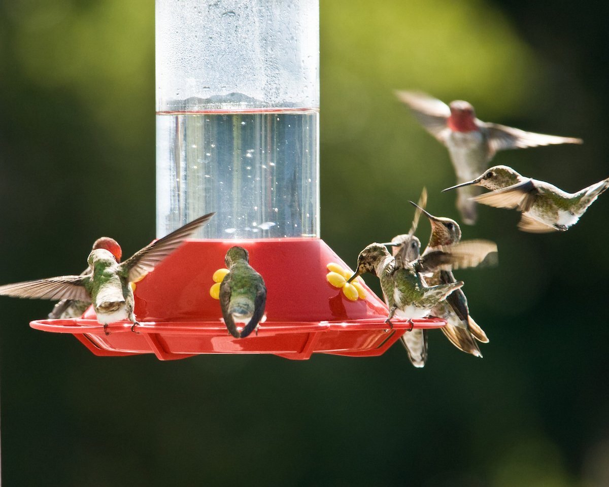 Hummingbird Nectar Mistakes to Avoid