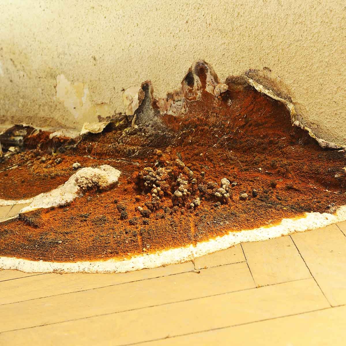 List 97+ Pictures pictures of mold in homes Excellent