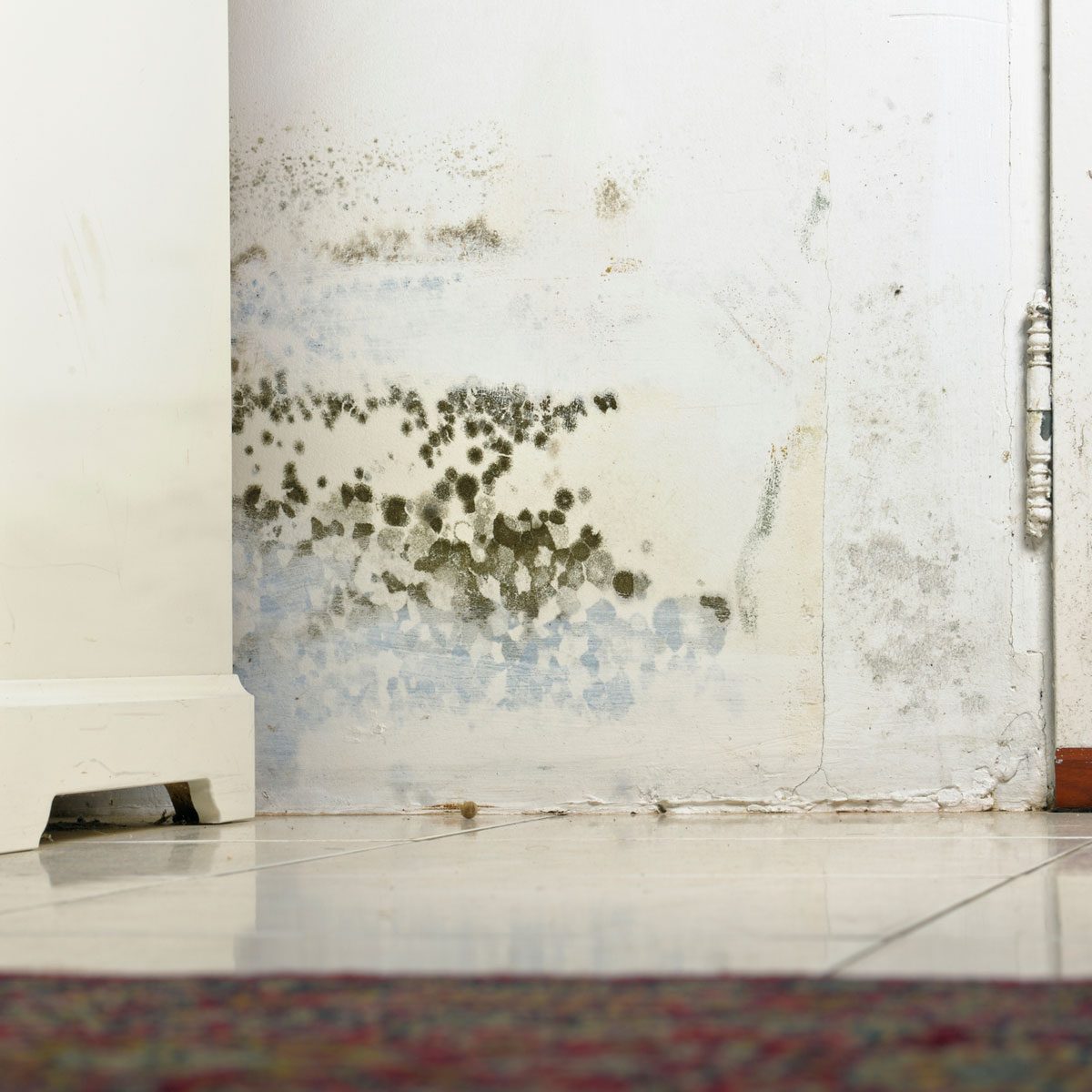 The 3 Most Likely Types of Mold to find in Your Home