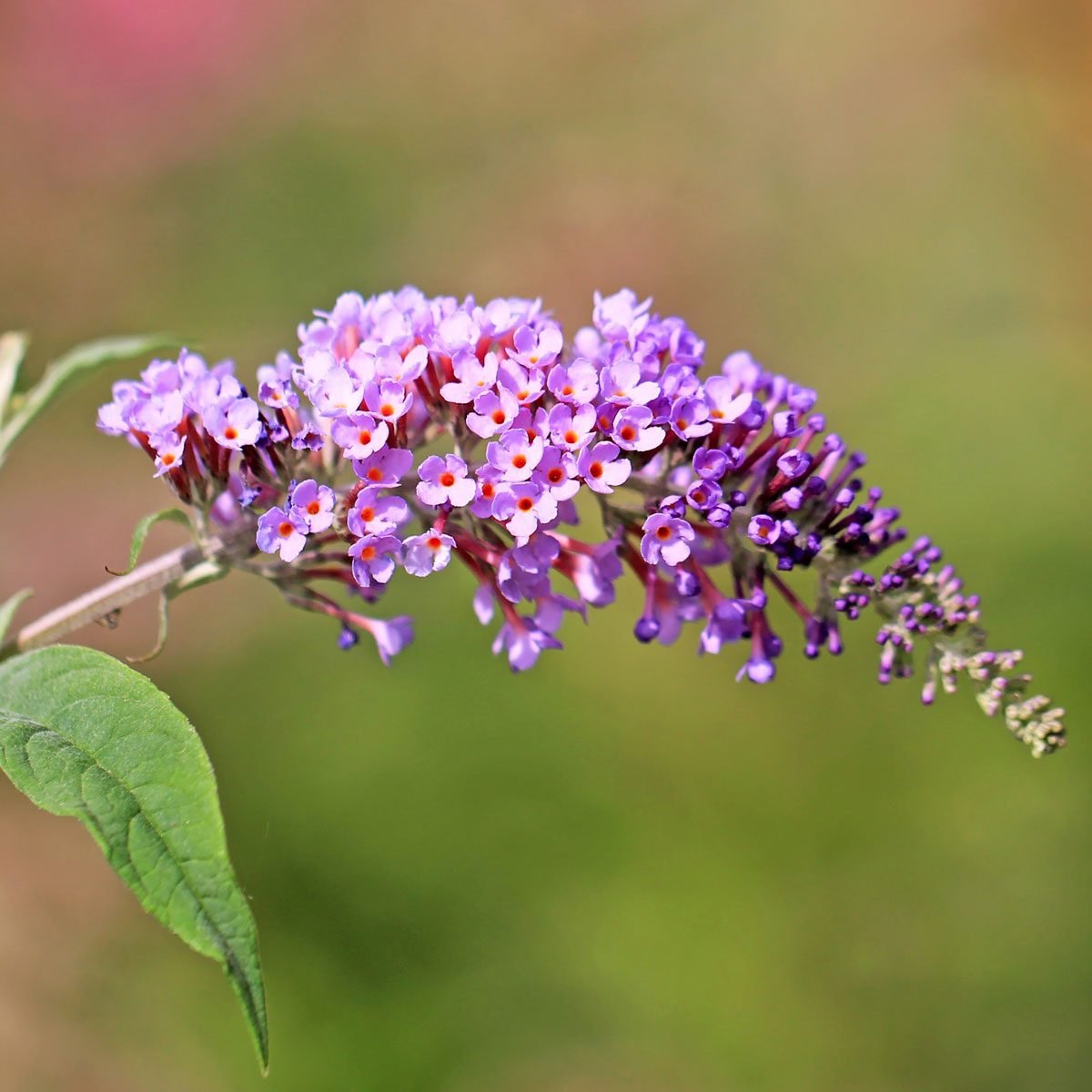 Are Butterfly Bushes Actually Bad for Butterflies?