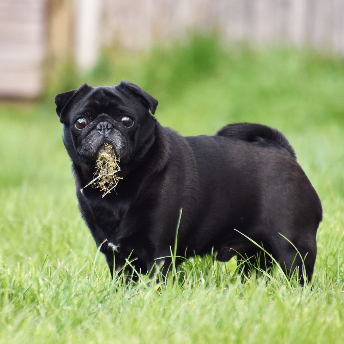 is it safe for my dog to eat grass