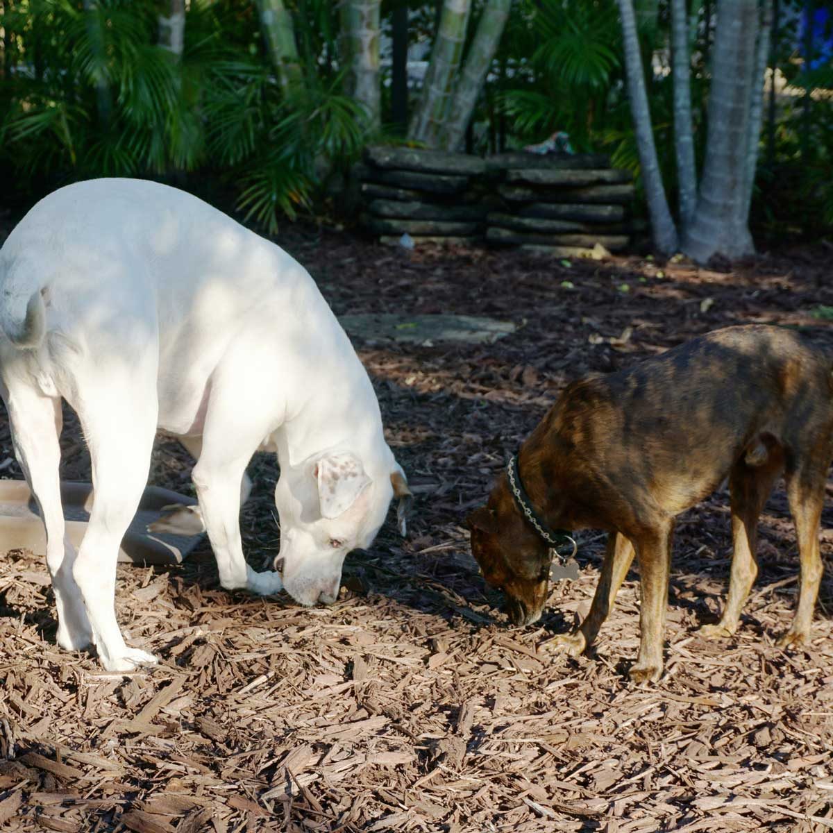 Why does my dog love to eat mulch