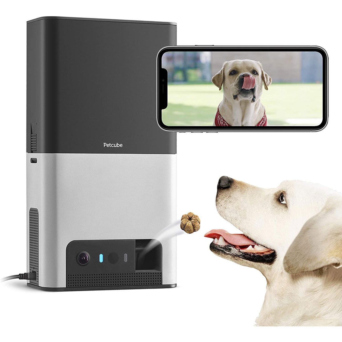 10 Cool Dog Gadgets for High-Tech Pooches | The Family Handyman