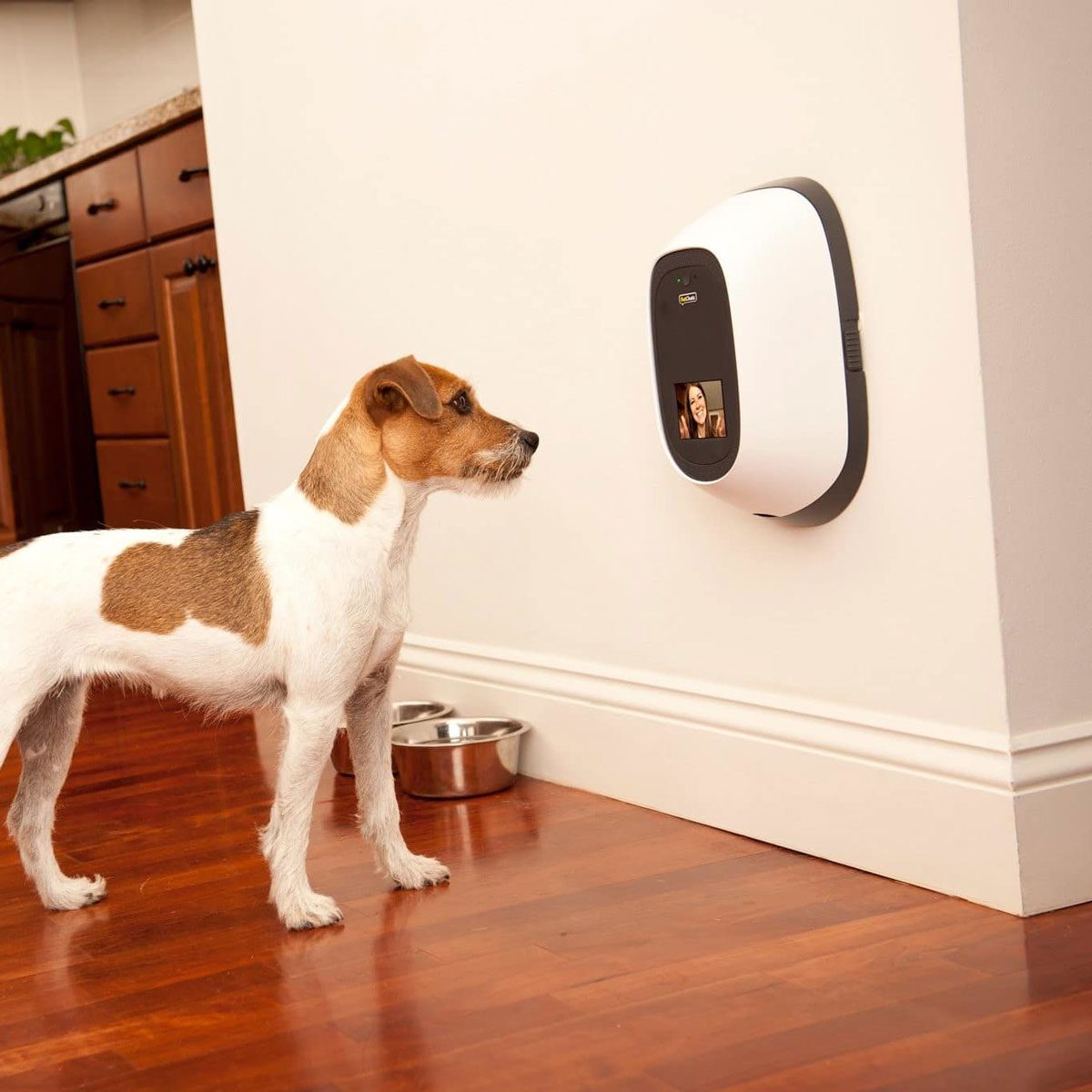 8 Best New Gadgets for Your Dog