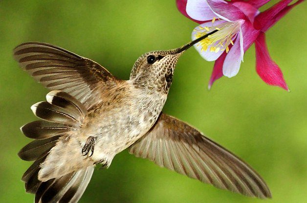 Do Hostas Attract Hummingbirds The Family Handyman