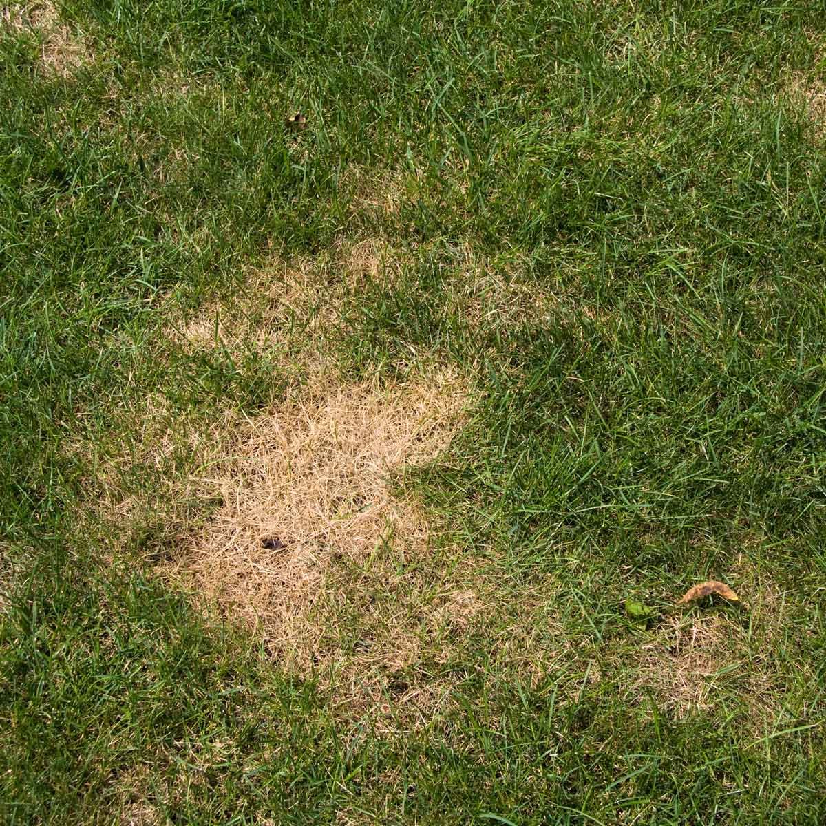 Why Are There Brown Spots On My Lawn? The Family Handyman