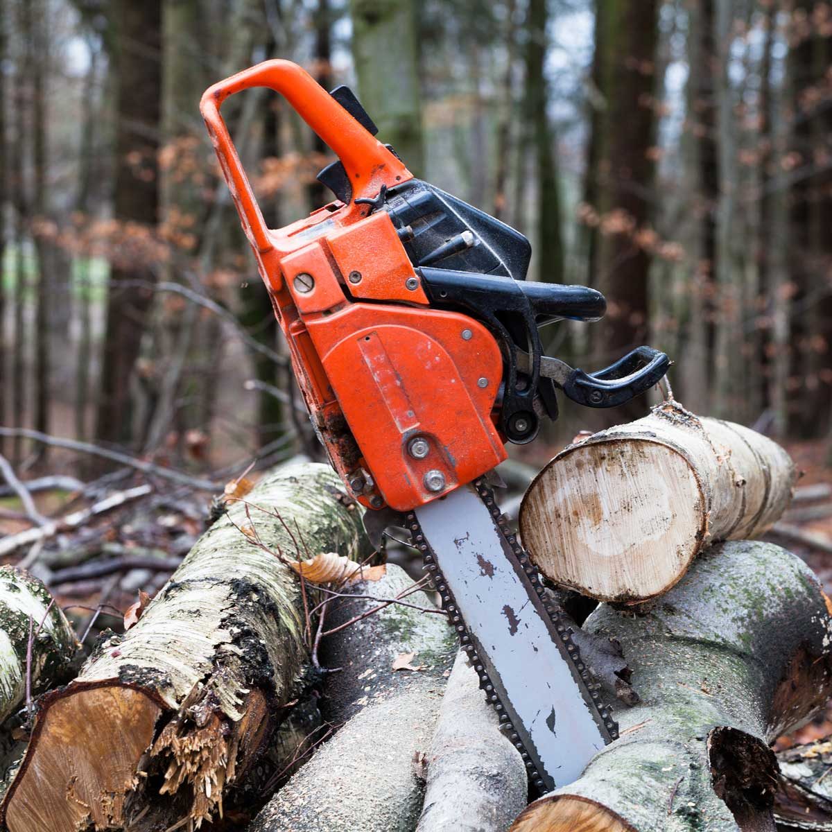 Expert advice: how to clean a chainsaw