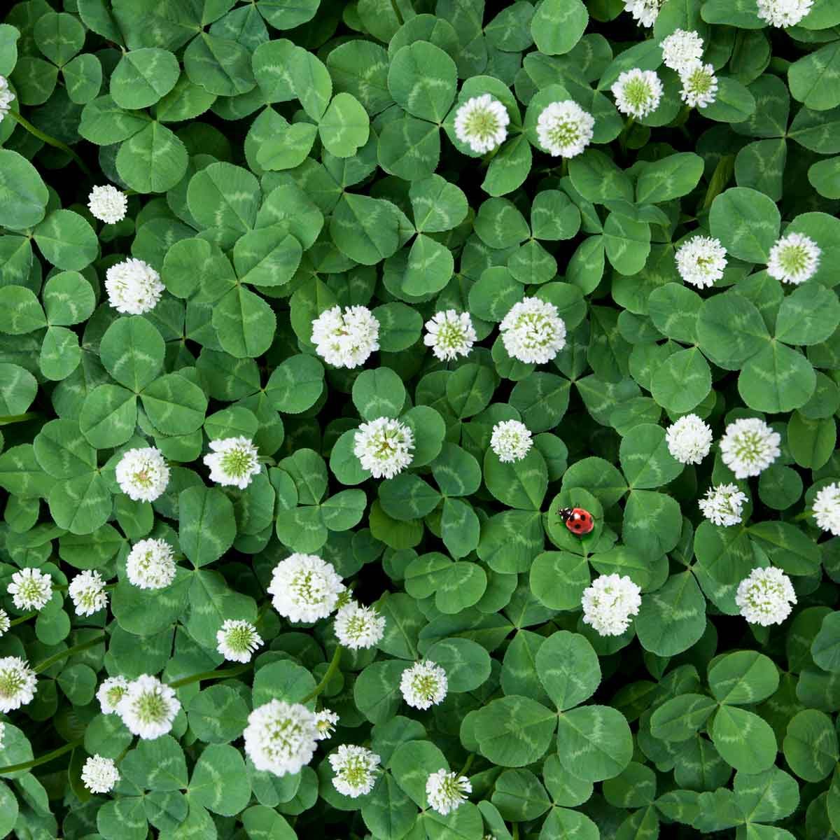 Clover Grass: Love It or Treat It?