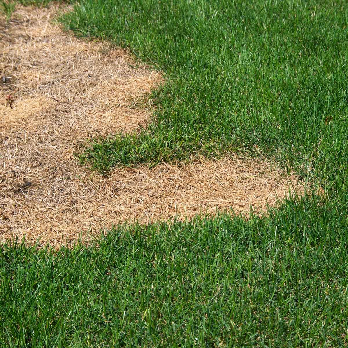 How Do I Repair Dry Grass?