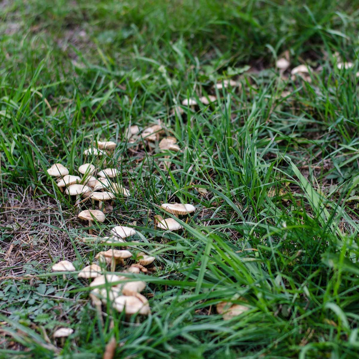 What Are Fairy Rings and Why Are They in My Grass?