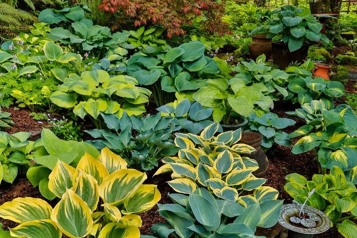 Hostas