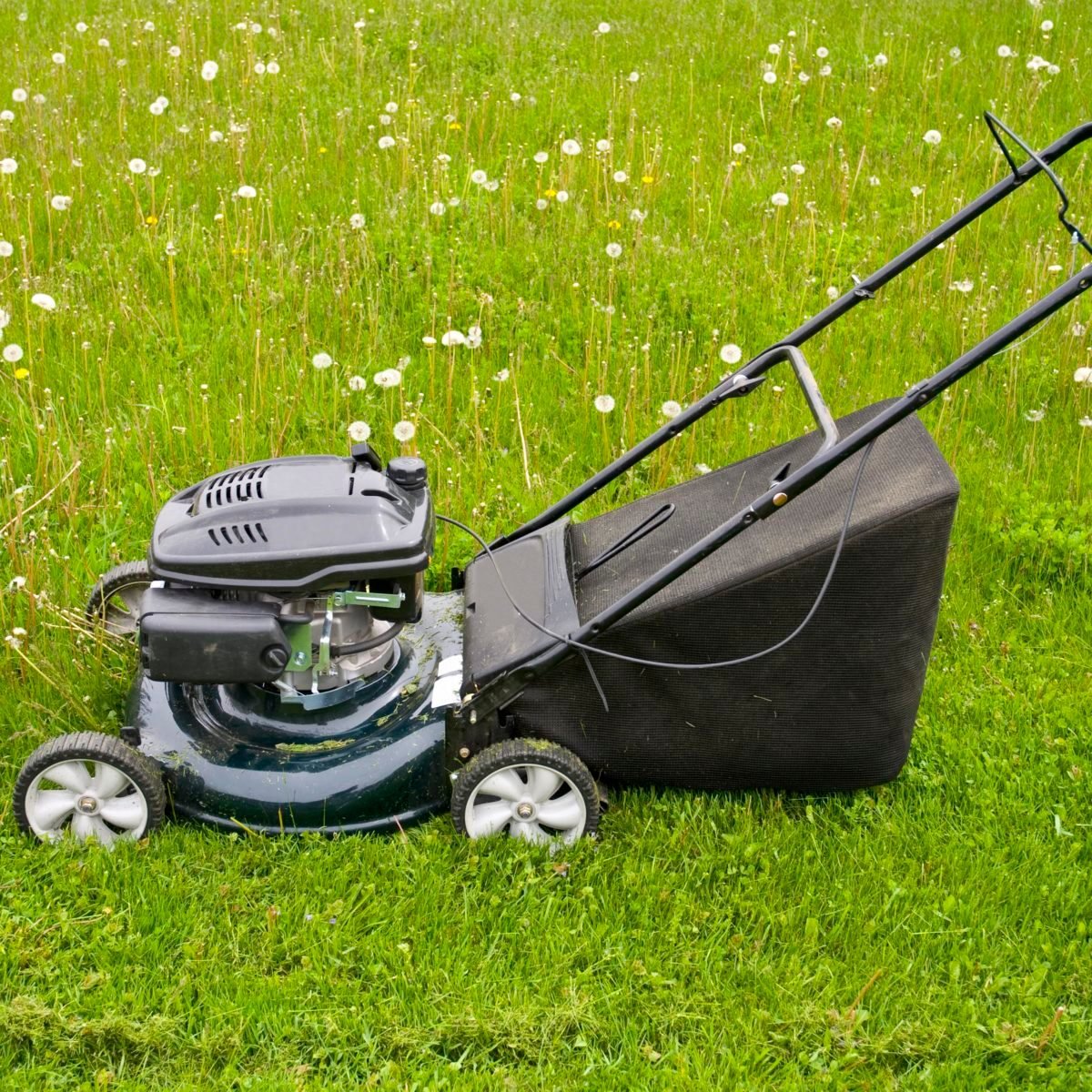 What Is the Best Height to Cut Grass? Family Handyman