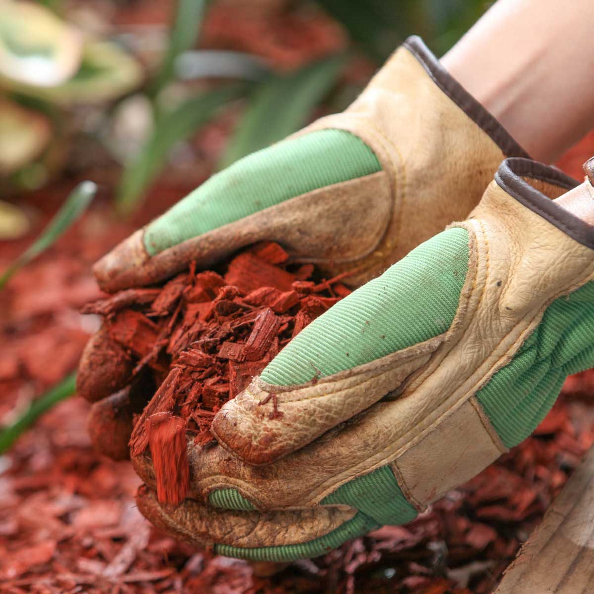 How Often Should You Be Replacing Mulch?