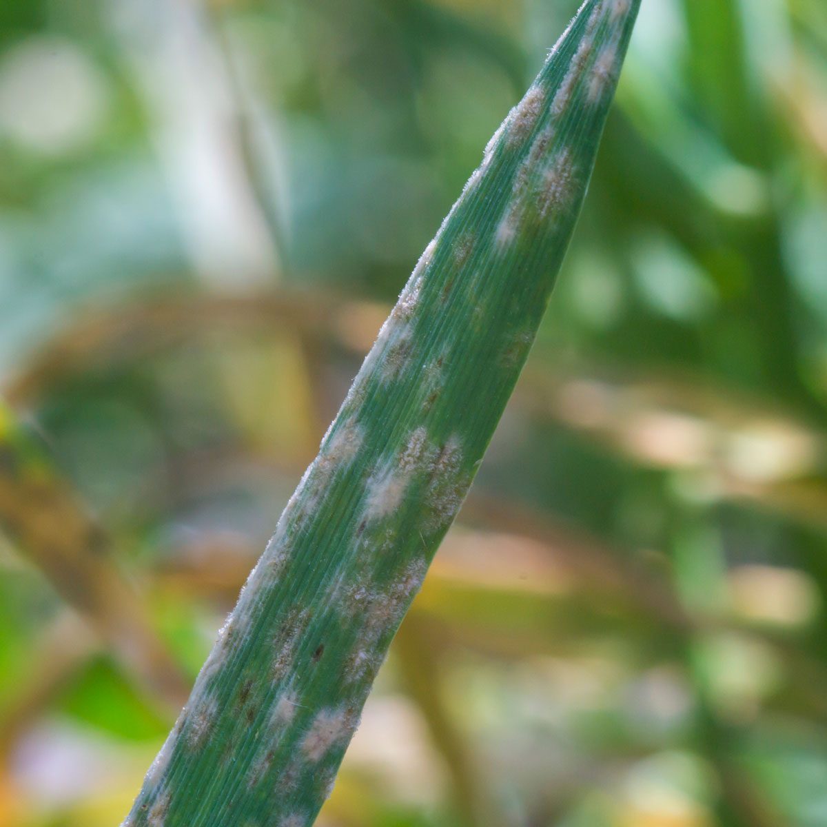 If Your Grass is Turning White, This is What it Means