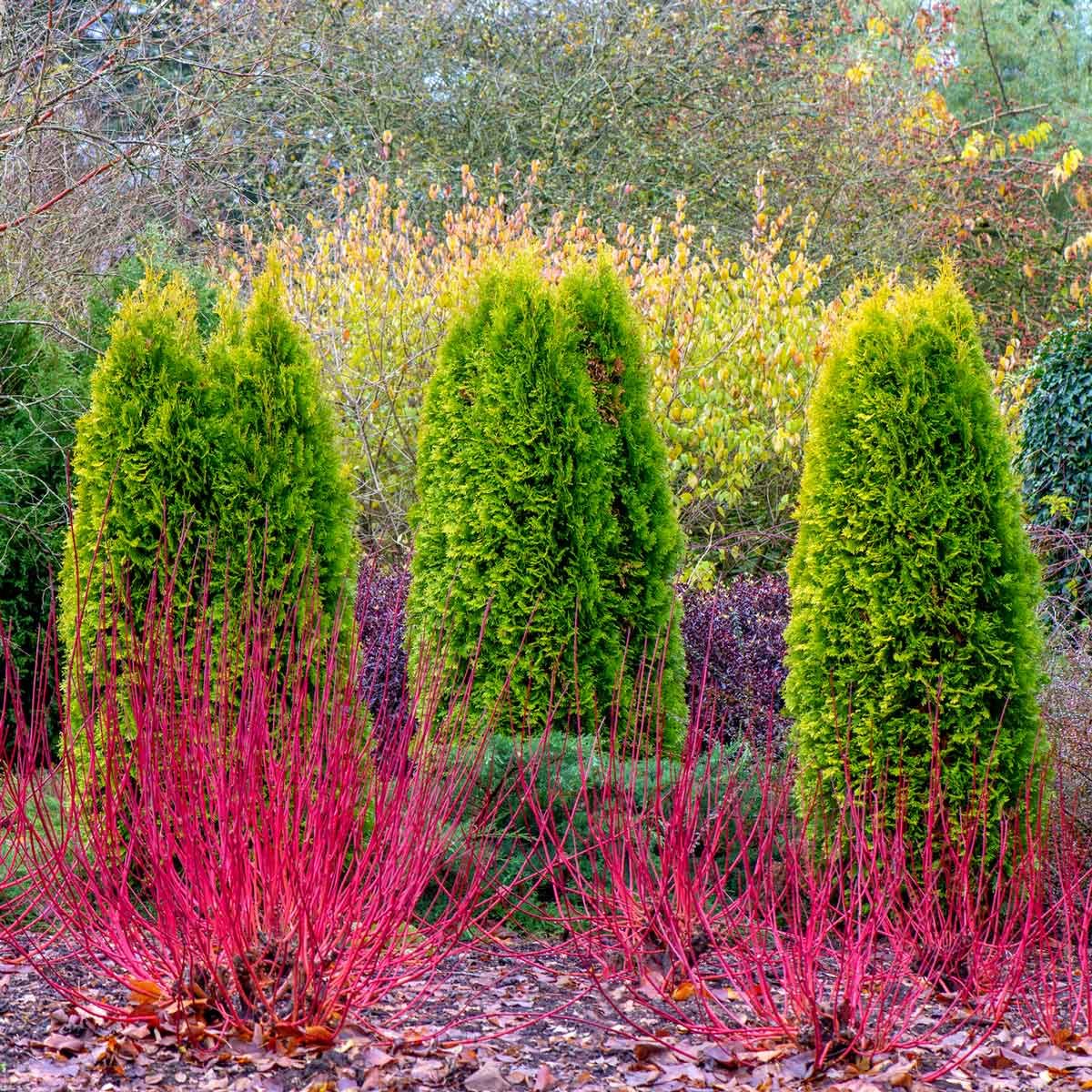 Dogwood shrub