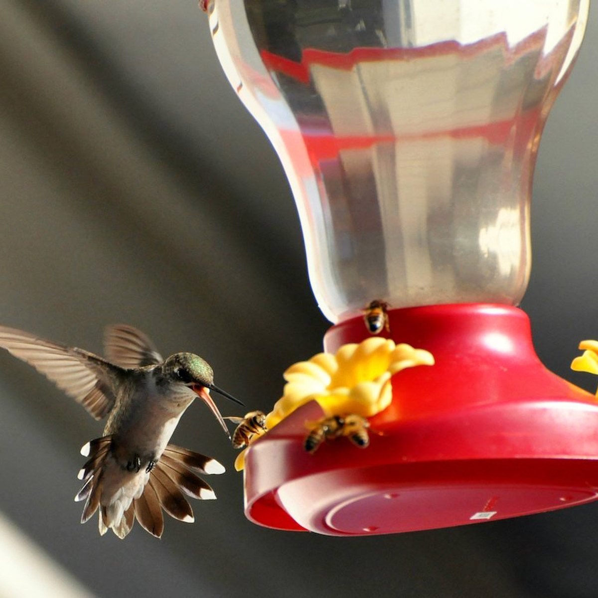 7 Natural Ways to Keep Bees and Ants Away From Hummingbird Feeders