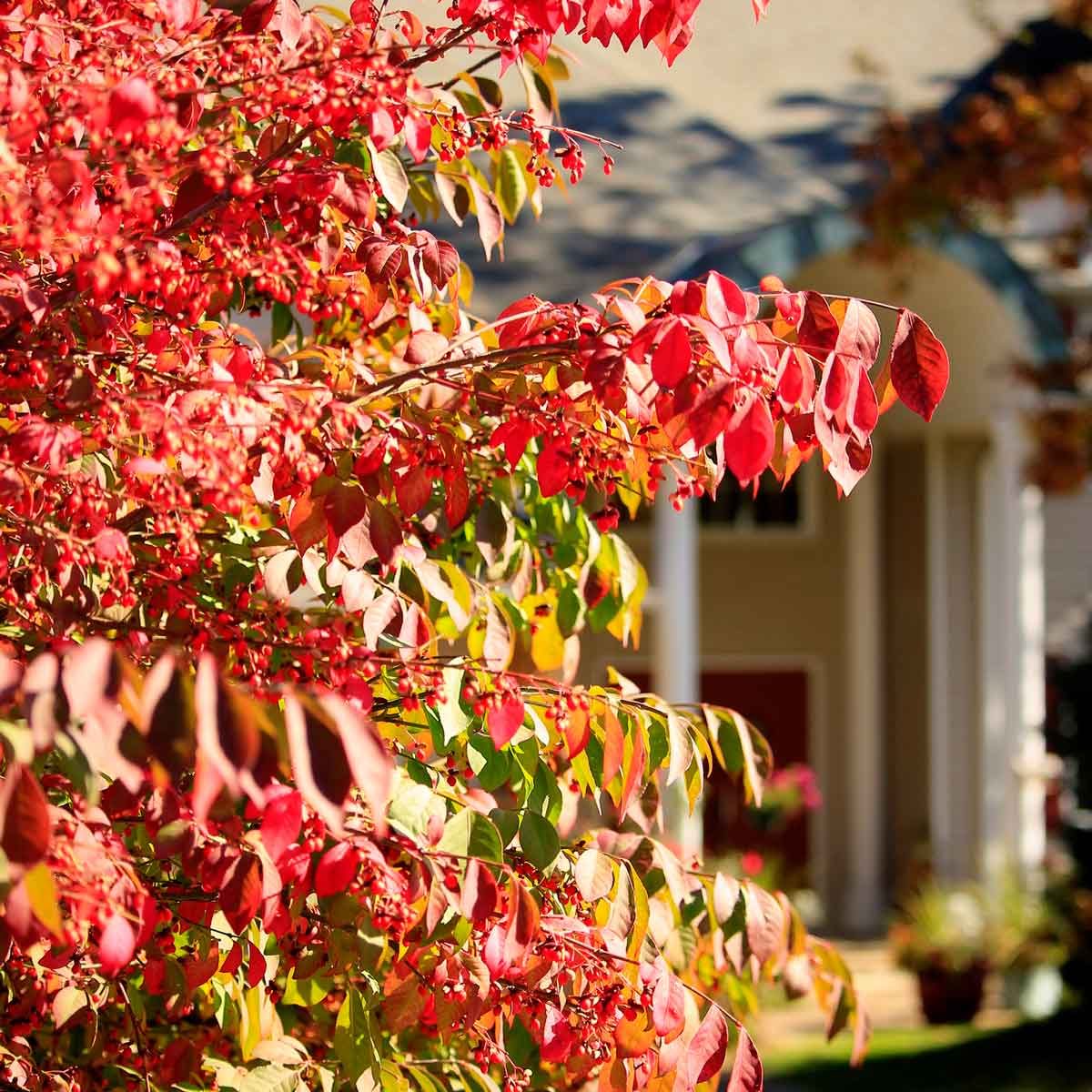 11 Spreading Shrubs You Don't Want to Plant